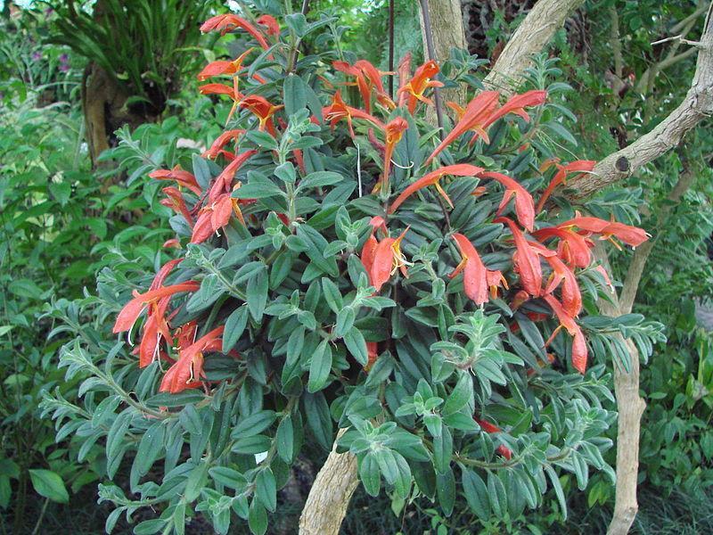 Columnea Hirta (Hairy Goldfish Plant)