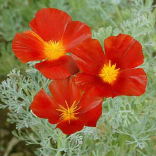 Eschscholzia Californica 'Red Chief' (California Poppy Red Chief)