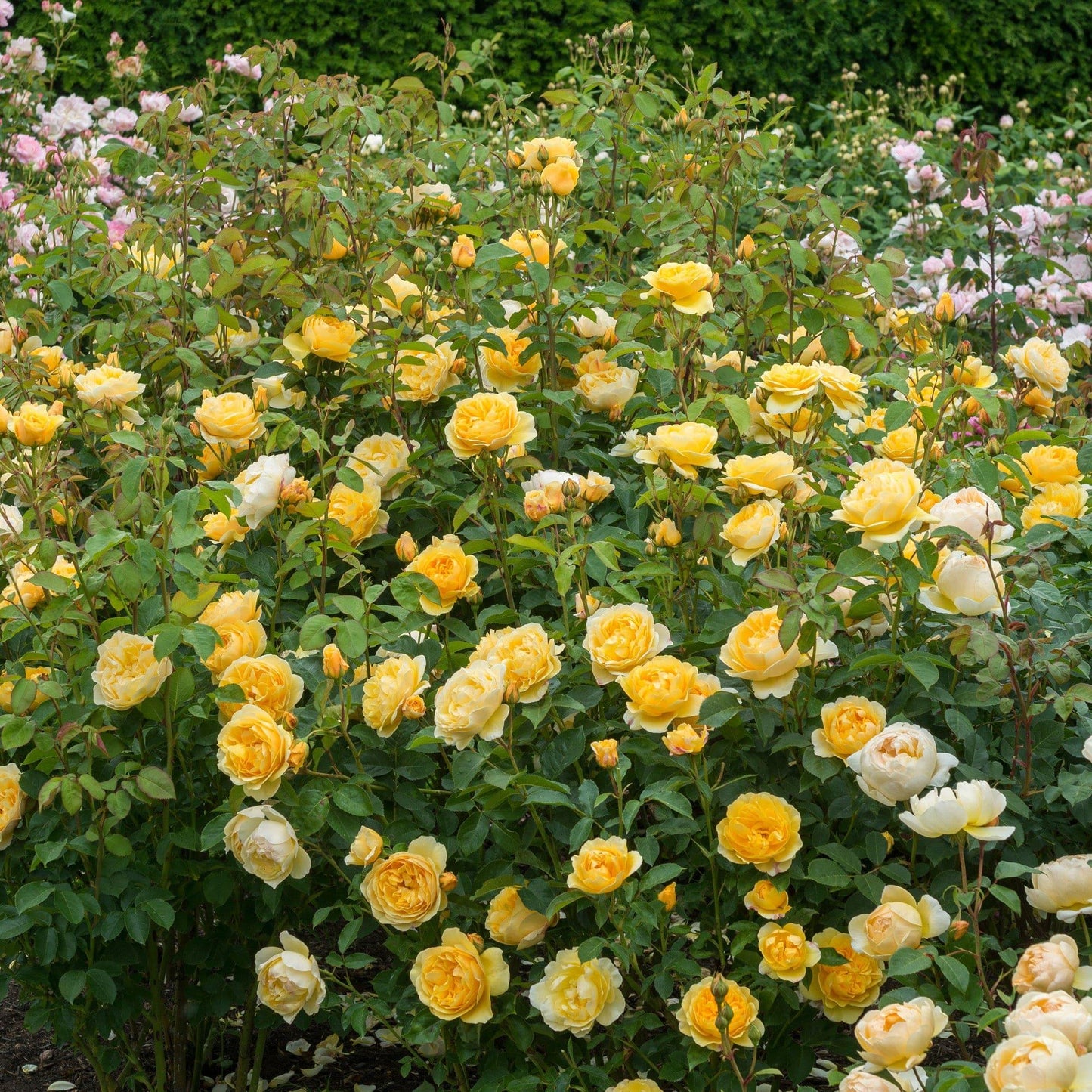 Rosa ‘Graham Thomas’ (Graham Thomas English Shrub Rose)