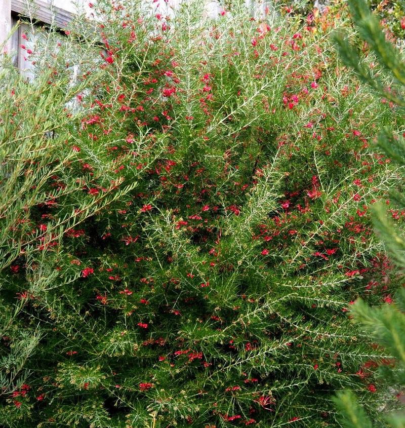 Grevillea Rosmarinifolia (Rosemary Grevillea)