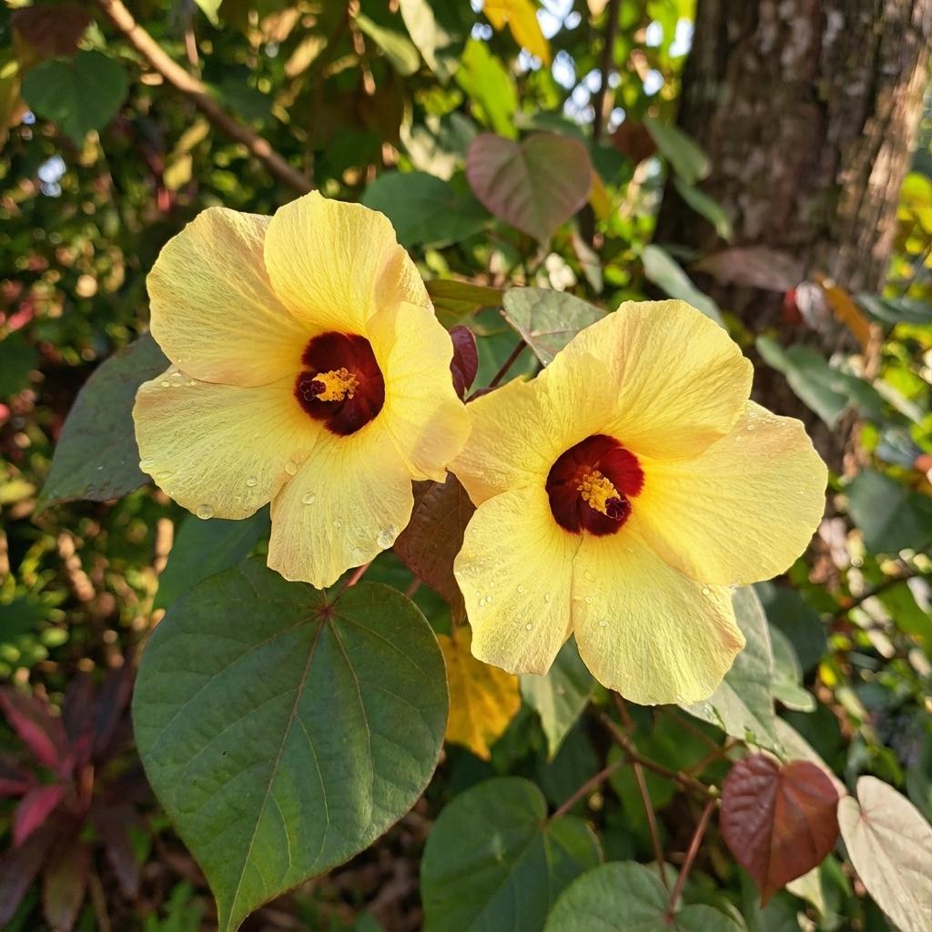 Hibiscus Tiliaceus (Cottonwood Hibiscus)