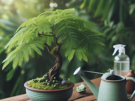 Jacaranda mimosifolia ‘Bonsai Blue’