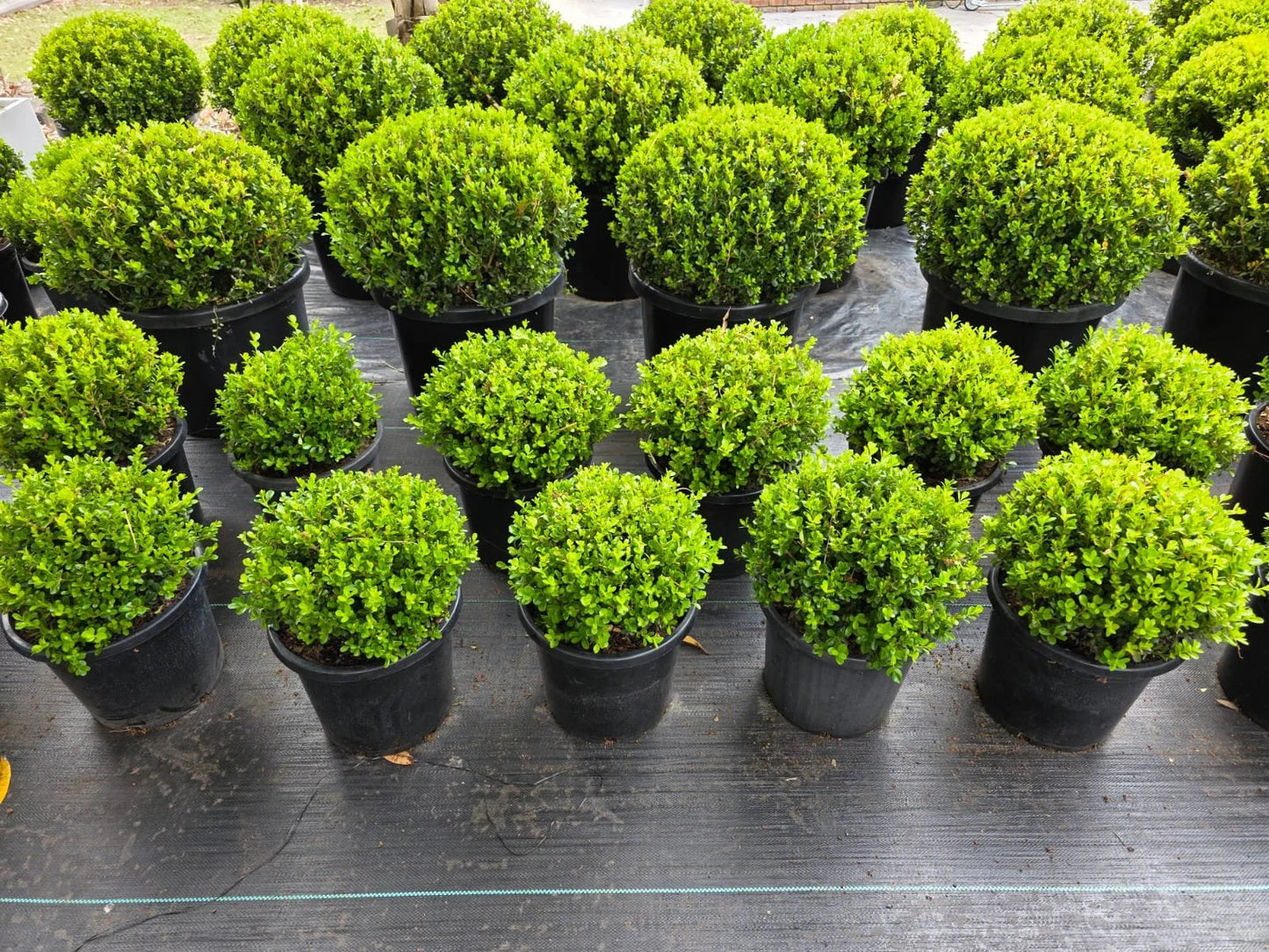 Buxus Microphylla Var. Japonica (Japanese Box Topiary Teardrop)