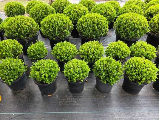 Buxus Microphylla Var. Japonica (Japanese Box Topiary Teardrop)