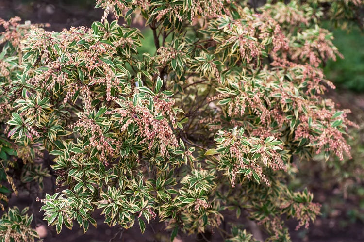 Pieris japonica – Japanese Pieris