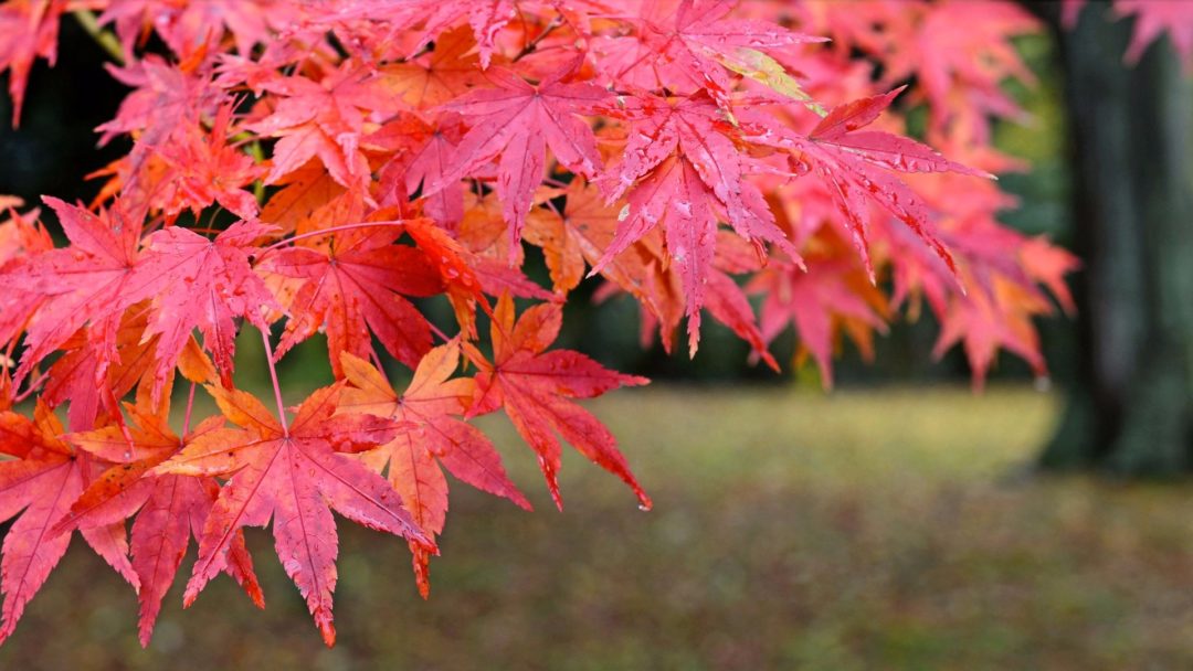 Full Acer Palmatum 'Atropurpureum' tree showcasing its vibrant red foliage, enhancing the landscape with vivid seasonal colour.