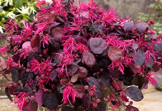 Loropetalum chinense – Chinese Fringe Flower