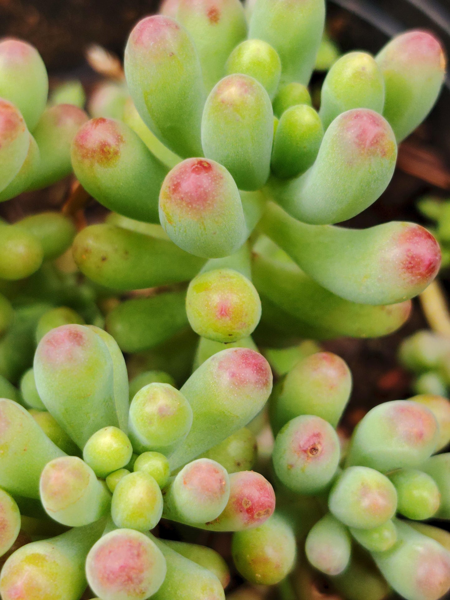 Sedum ‘Jelly Bean’ (Succulent)