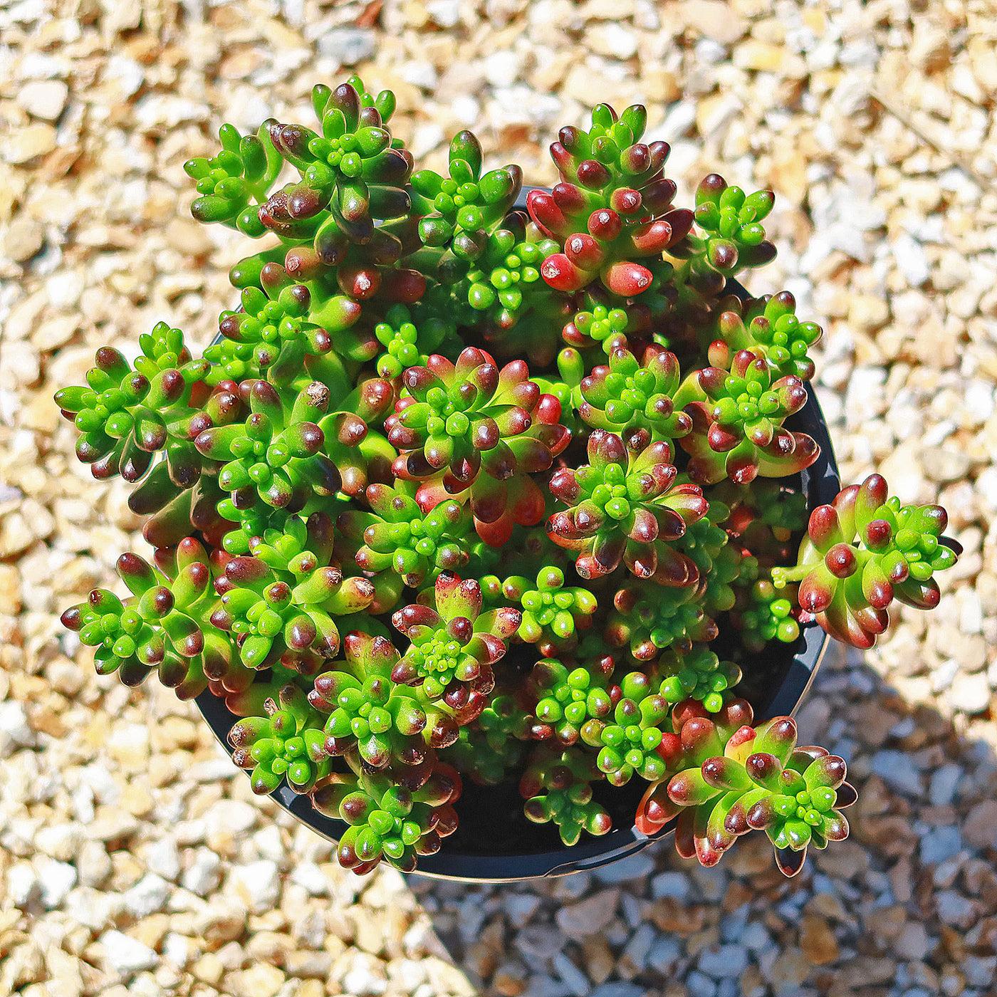 Sedum ‘Jelly Bean’ (Succulent)