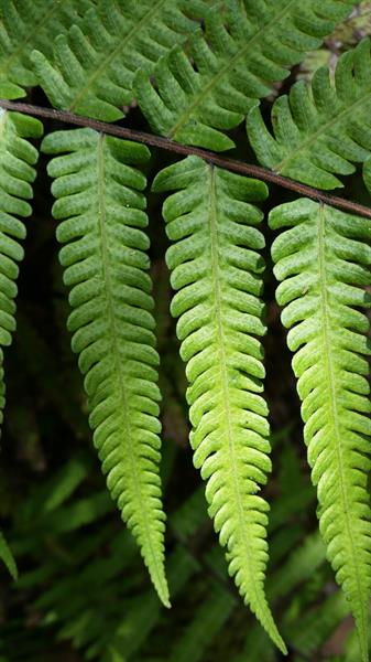 Christella dentata (Toothed Maiden Fern)