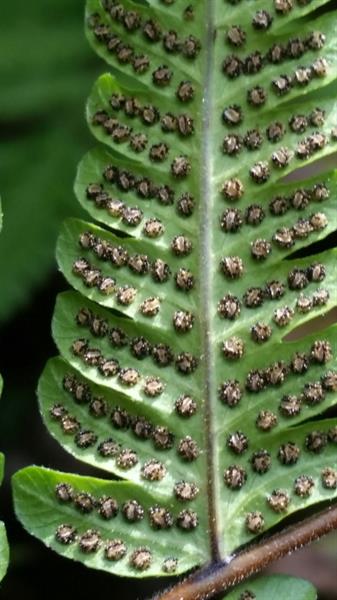 Christella dentata (Toothed Maiden Fern)