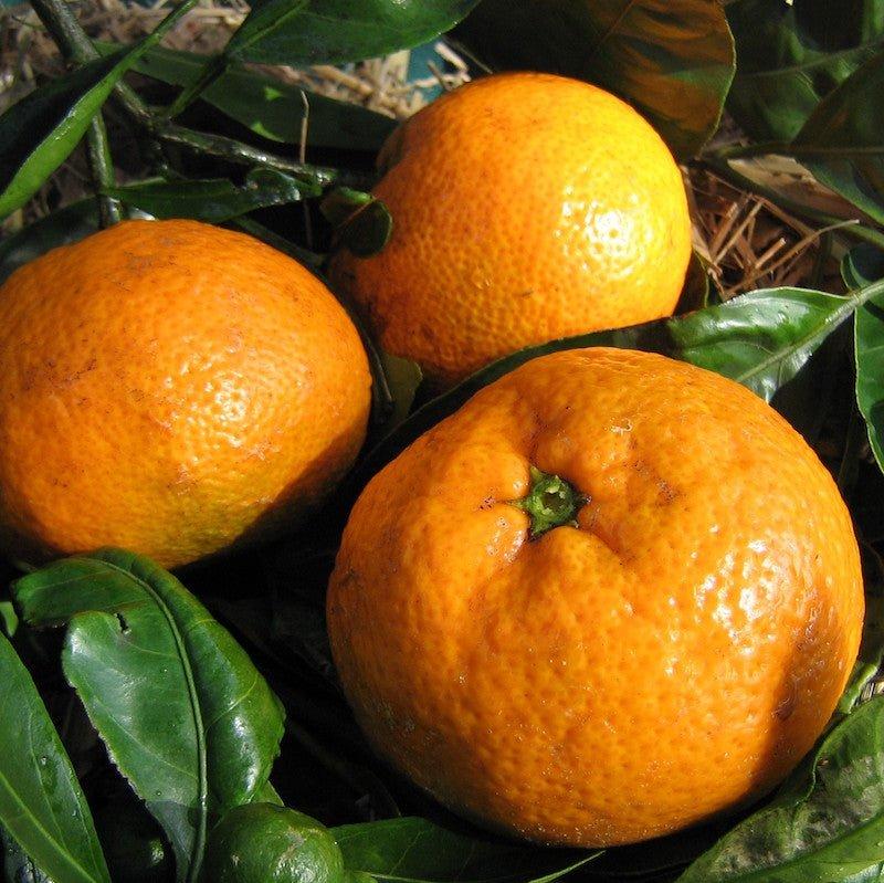 Citrus Reticulata 'Engalls' (Engalls Mandarin)
