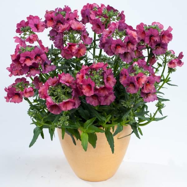 Nemesia ‘Nesia Magenta’ (Magenta Nemesia)