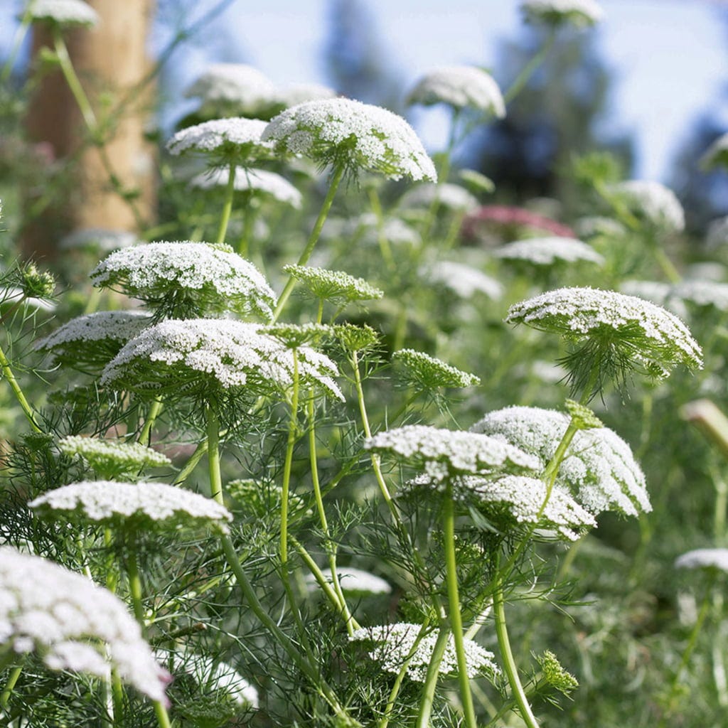 Ammi Majus (Queen Anne’s Lace)