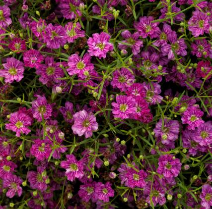 Gypsophila muralis ‘Gypsy Deep Rose’ (Gypsy Deep Rose Cushion Baby’s Breath)
