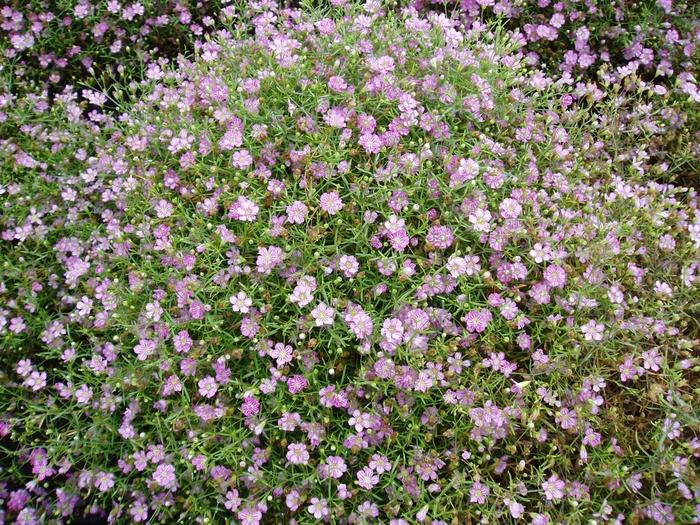 Gypsophila muralis ‘Gypsy Deep Rose’ (Gypsy Deep Rose Cushion Baby’s Breath)