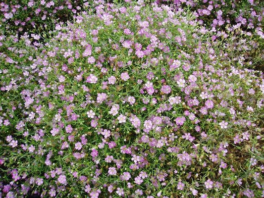 Gypsophila muralis ‘Gypsy Deep Rose’ (Gypsy Deep Rose Cushion Baby’s Breath)
