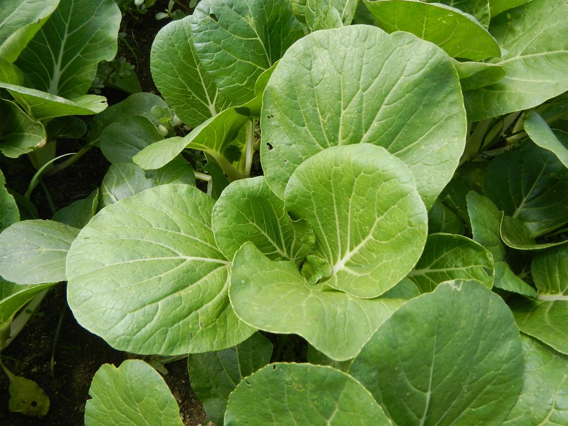 Brassica Rapa Subsp. Chinensis ‘Green Fortune’ (Green Fortune Bok Choi)