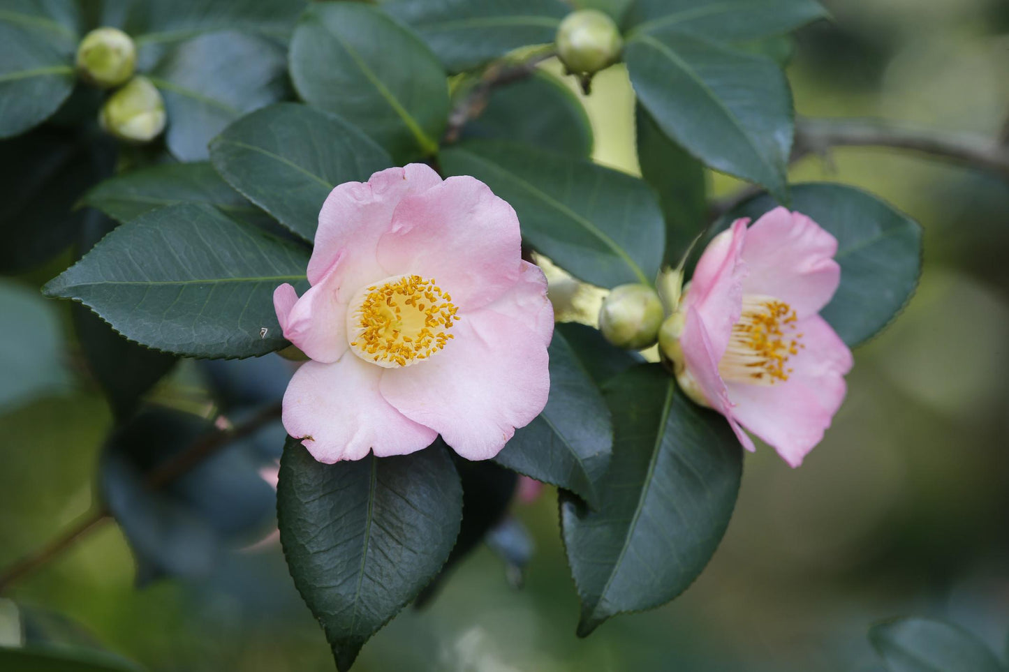 Camellia Japonica Pink Gold (Japanese Camellia)