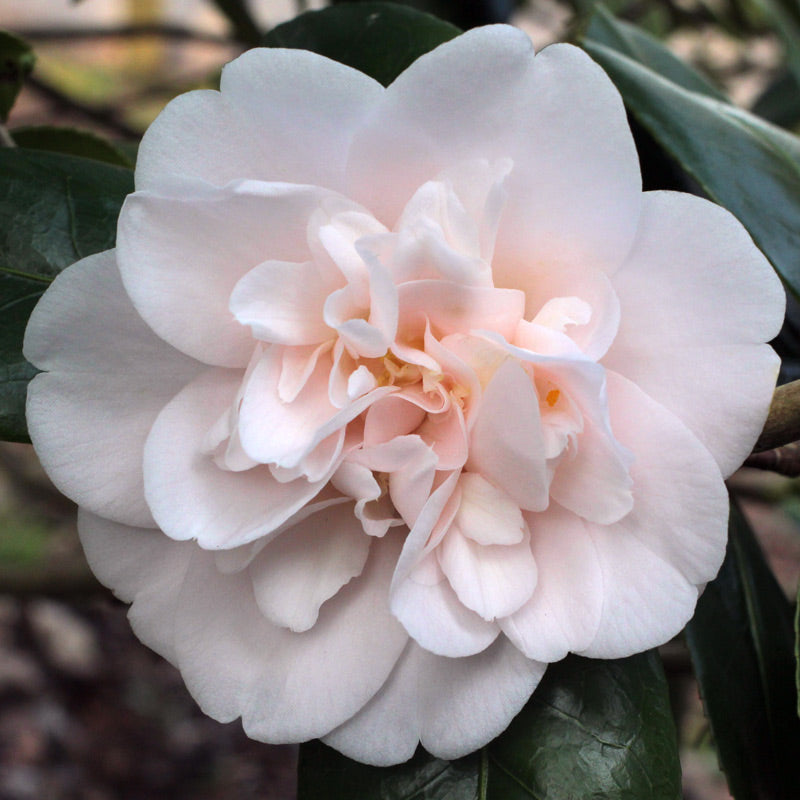 Camellia japonica ‘Julia France’