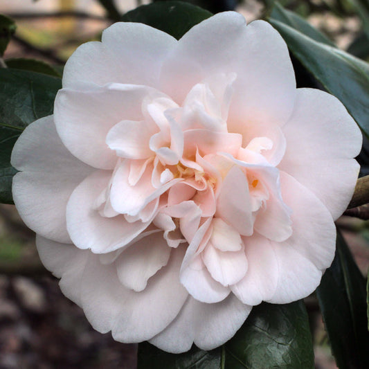 Camellia japonica ‘Julia France’