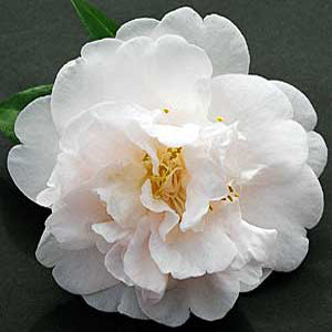 Camellia japonica ‘Julia France’