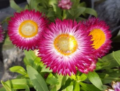 Bracteantha Bracteata (Dreamtime Jumbo Rose Strawflower)