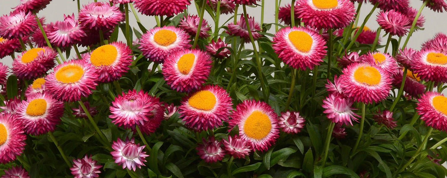 Bracteantha Bracteata (Dreamtime Jumbo Rose Strawflower)