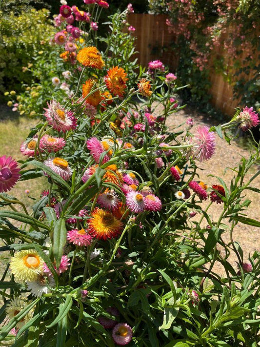 Xerochrysum Bracteatum 'Dreamtime Jumbo Mix' (Dreamtime Jumbo Mix Strawflower)