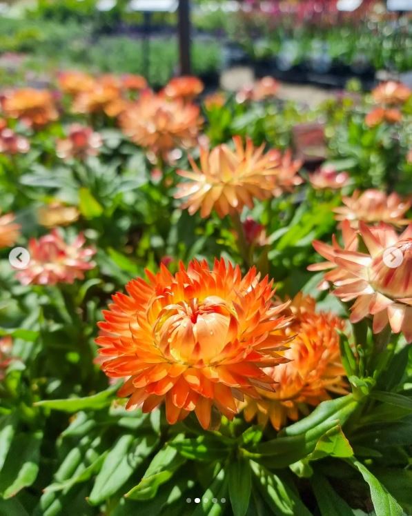 Xerochrysum Bracteatum 'Dreamtime Jumbo Mix' (Dreamtime Jumbo Mix Strawflower)