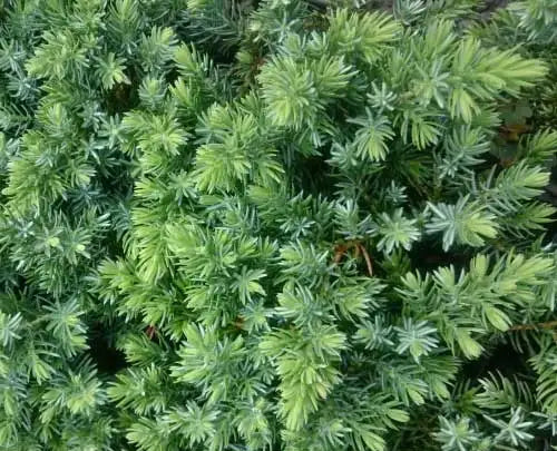 Juniperus taxifolia Lutchuensis (Juniper Groundcover)