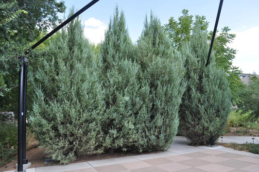 Juniperus scopulorum 'Skyrocket' (Skyrocket Juniper)