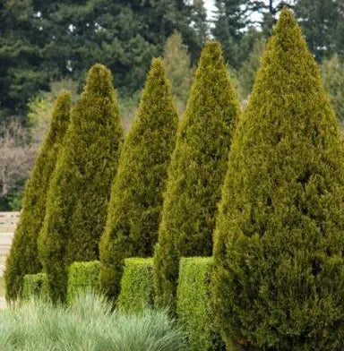 Juniperus virginiana 'Spartan' (Spartan Juniper)