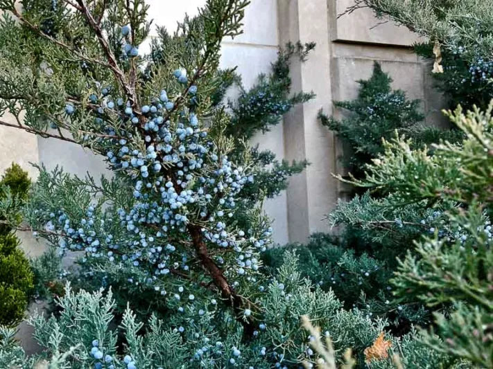 Juniperus virginiana ‘Grey Owl’ (Grey Owl Juniper)