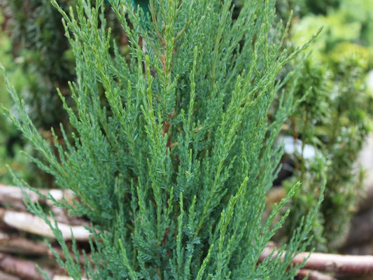 Juniperus virginiana 'Skyrocket' (Skyrocket Juniper)