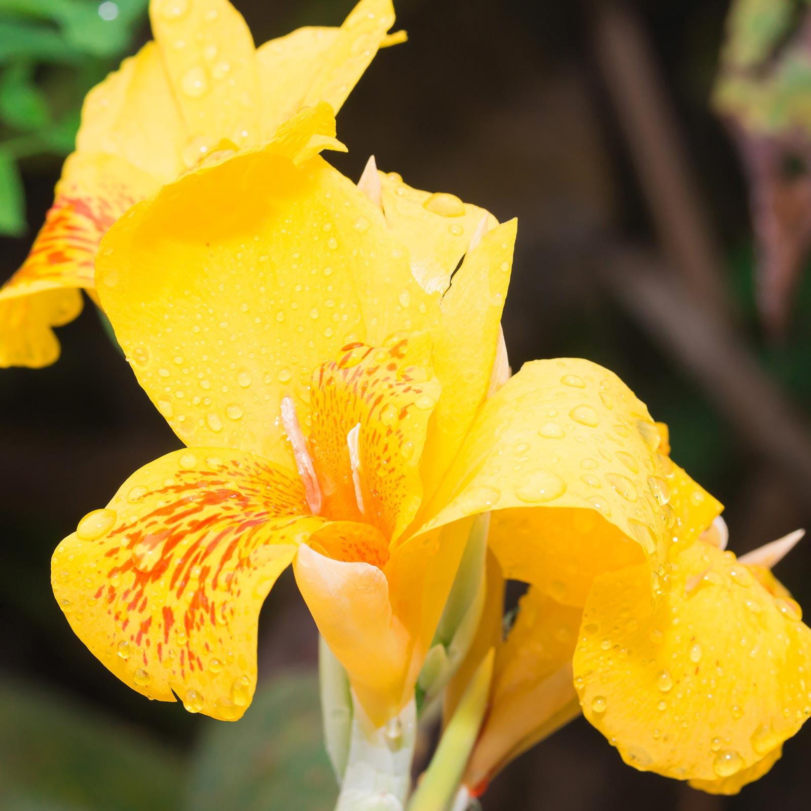 Canna × Hybrida (Yellow Canna Lily)