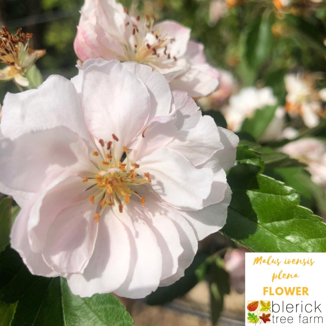 Malus Ioensis ‘Plena’ (Bechtel Crab Apple)