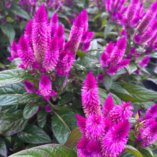 Celosia argentea ‘Intenz’ (Intenz Wheat Celosia)