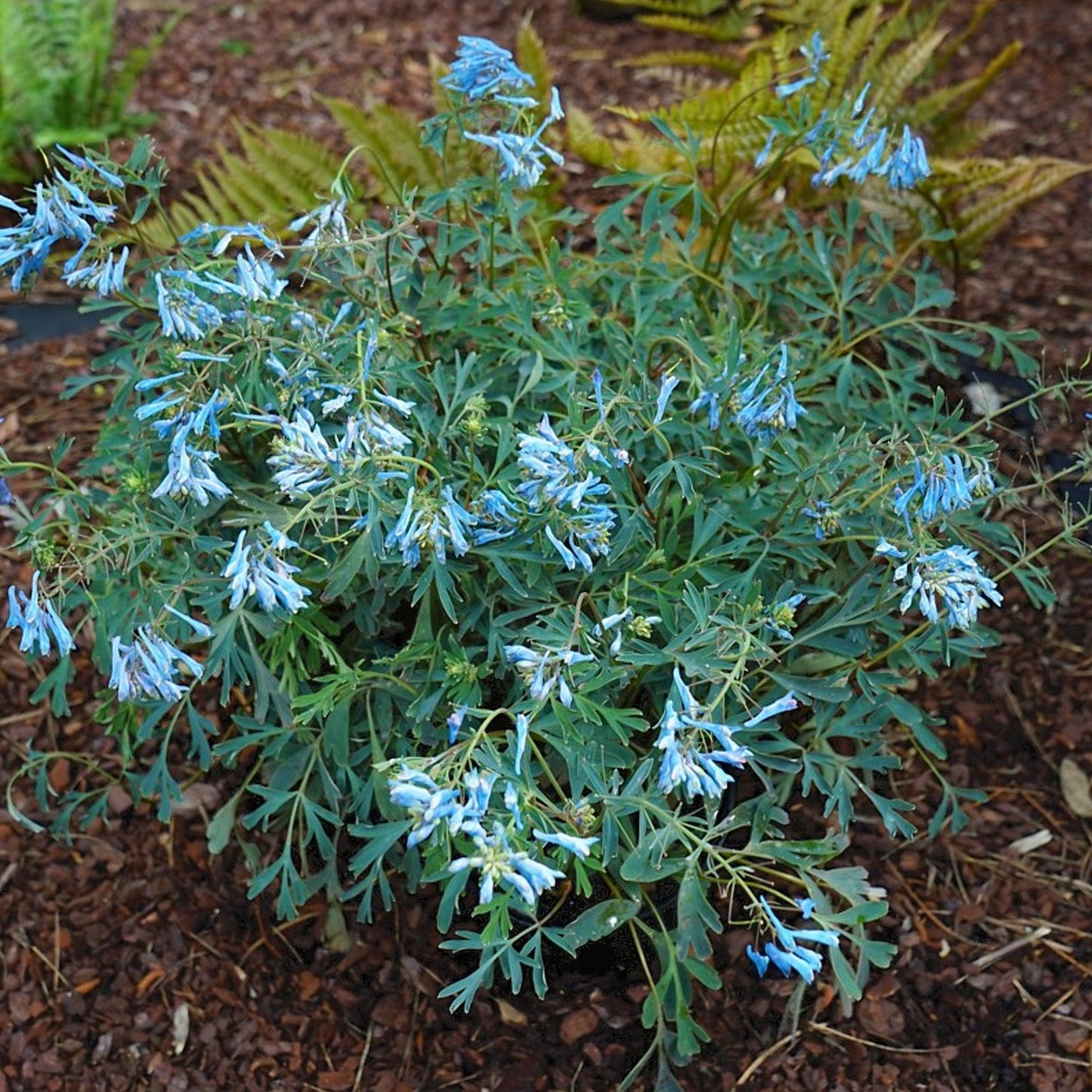 Corydalis Flexuosa ‘Porcelain Blue’ (Porcelain Blue Fumewort)