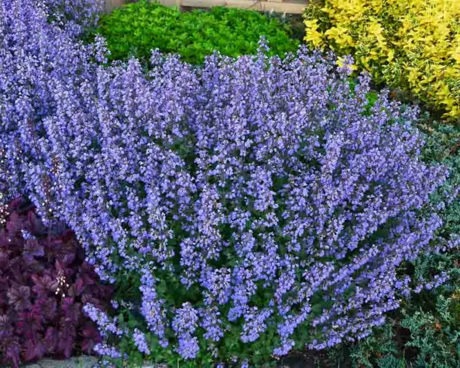 Nepeta x faassenii Walkers Blue (Catmint)
