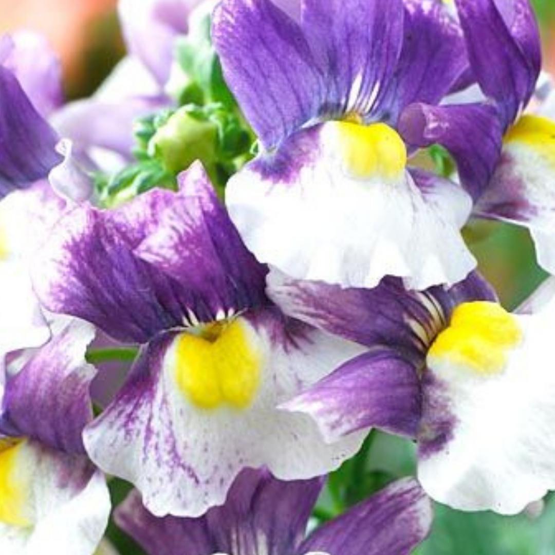 Nemesia caerulea ‘Triple Crown’ (Triple Crown Nemesia)