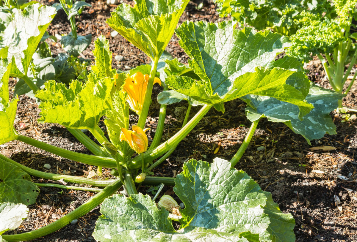Cucurbita pepo (Zucchini Flowers)