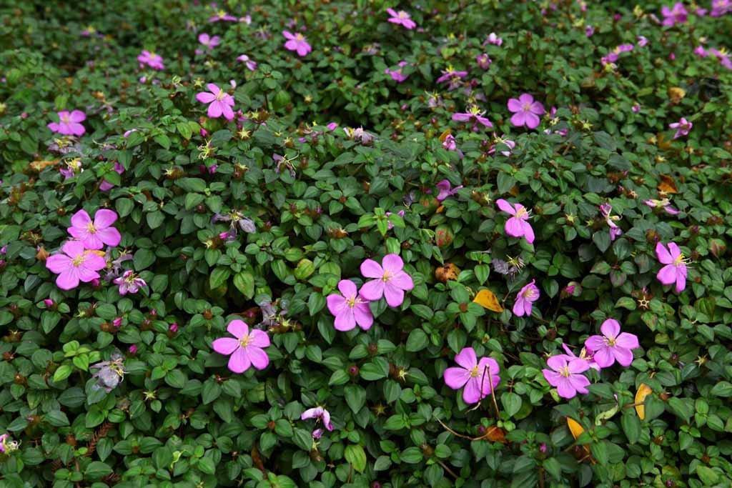 Heeria Elegans (Heeria)