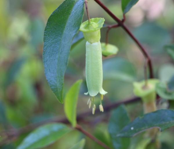 Correa Baeuerlenii (Chef’s Cap Correa)