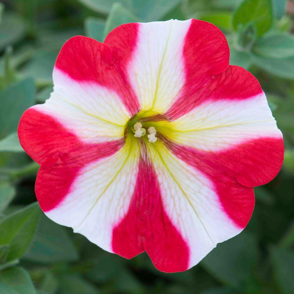 Petunia × Hybrida ‘Hot Lips’ (Hot Lips Petunia)