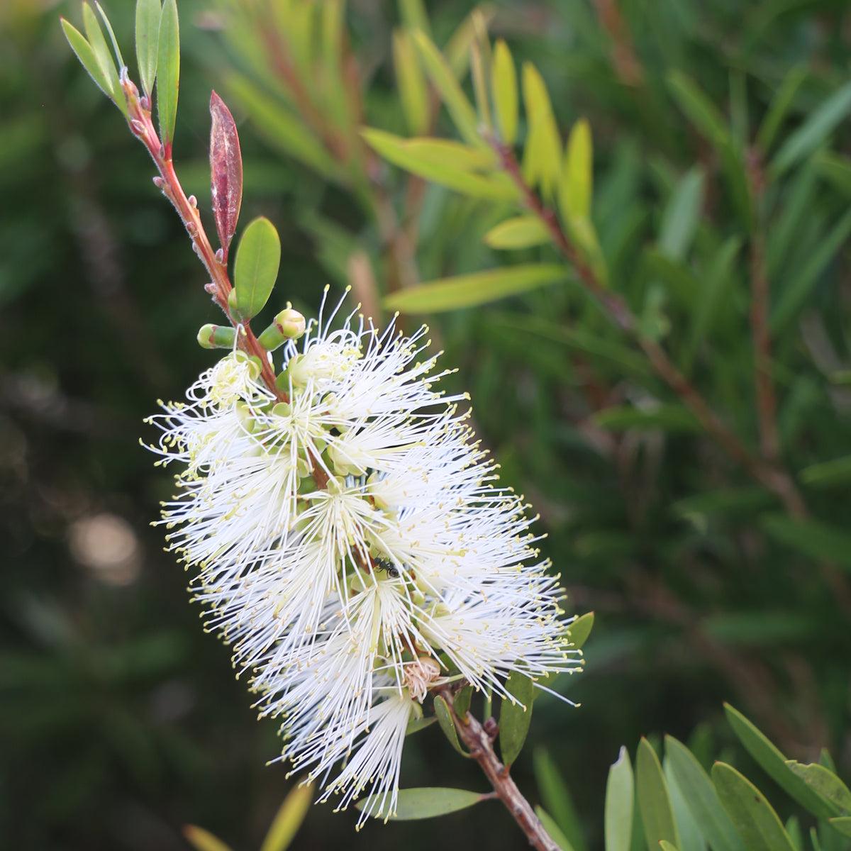 Callistemon Spp. ‘CNU07’ Snow Burst™ (Snow Burst Bottlebrush)