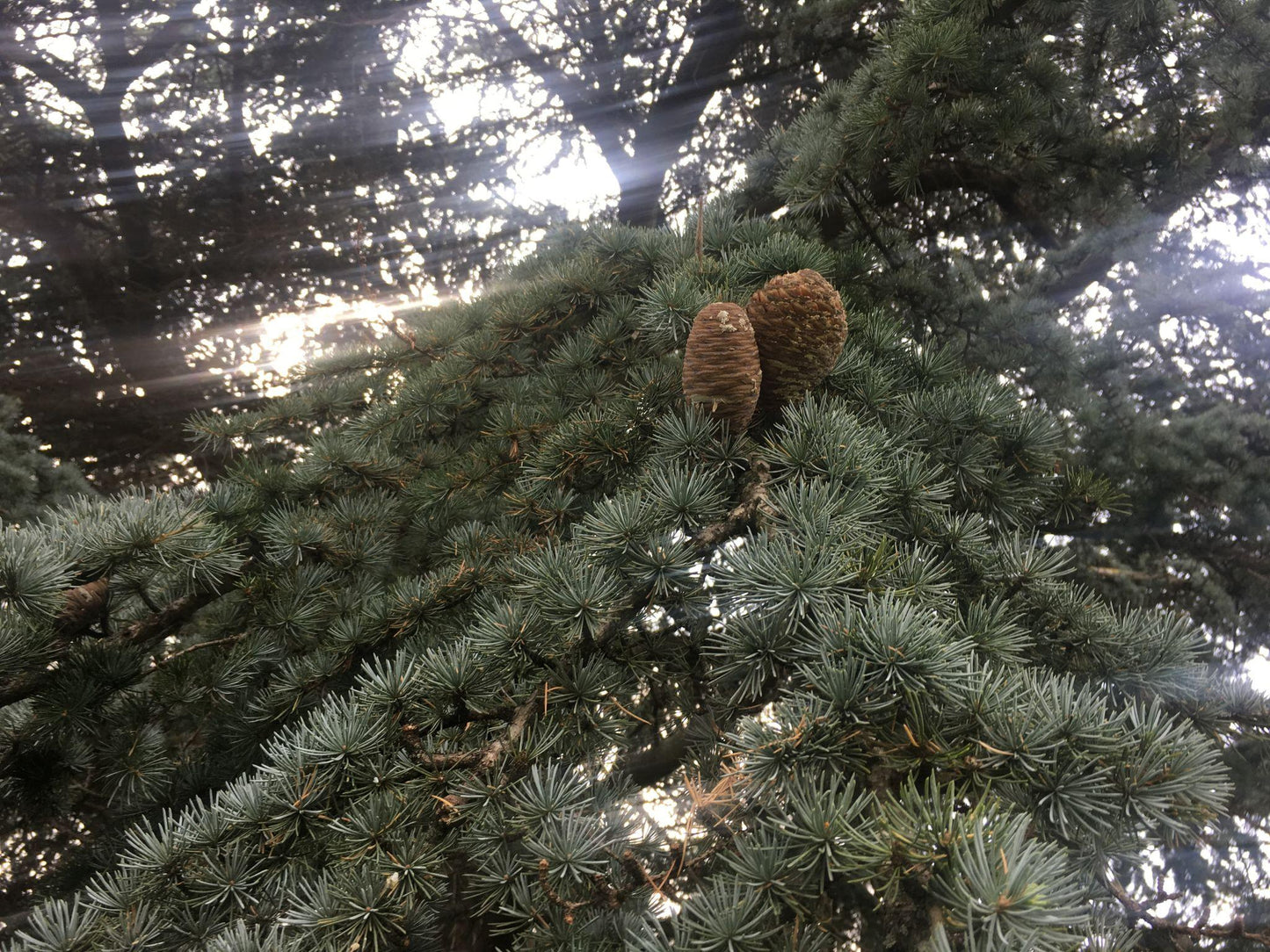 Cedrus Atlantica Glauca (Blue Atlas Cedar)