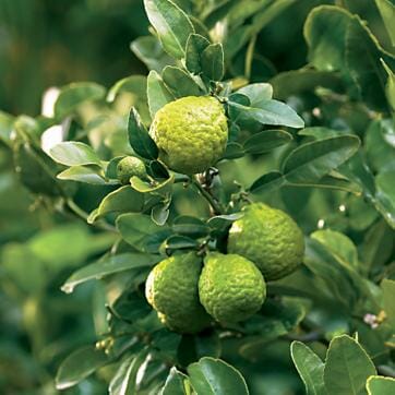 Citrus hystrix (Dwarf Kaffir Lime)