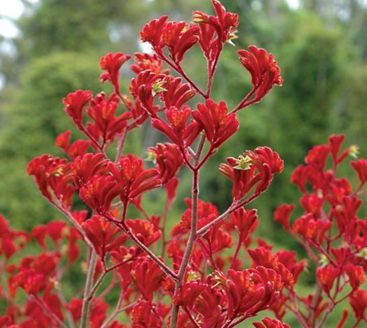 Anigozanthos 'Landscape Scarlet' (Landscape Scarlet Kangaroo Paw)