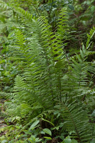 Christella dentata (Toothed Maiden Fern)